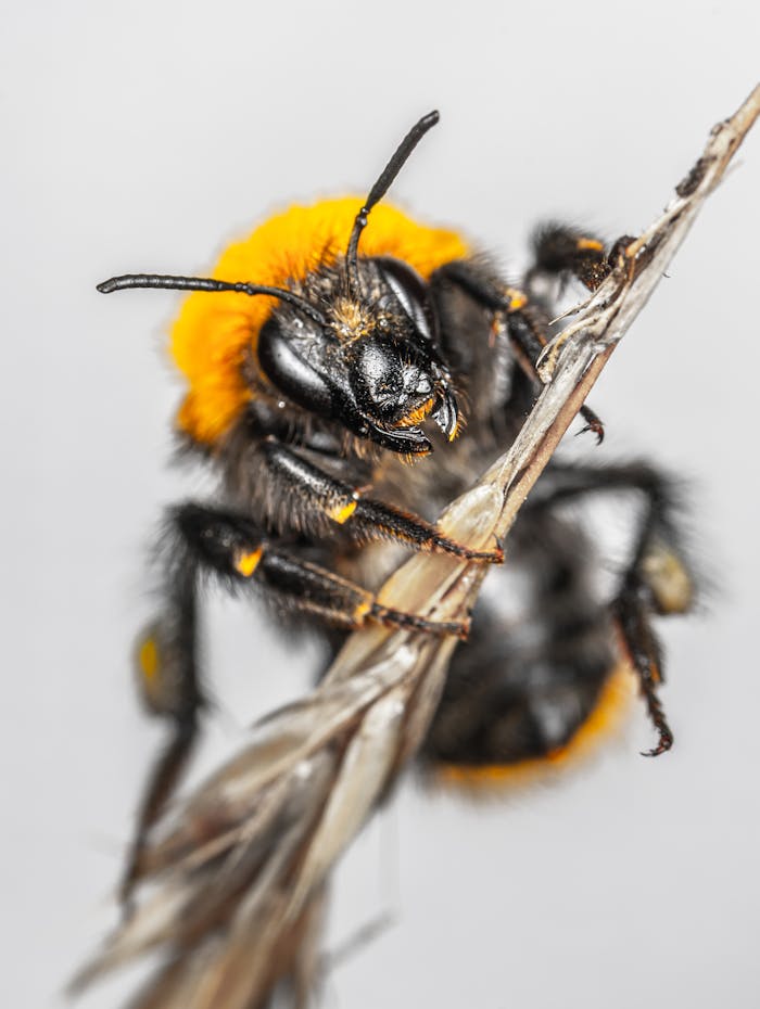 Close-Up Photo of Bee on Stem